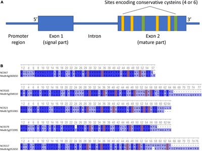 A variable gene family encoding nodule-specific cysteine-rich peptides in pea (Pisum sativum L.)